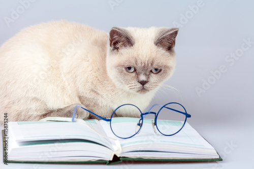 Cute business cat with glasses, lying on the notebook (book)