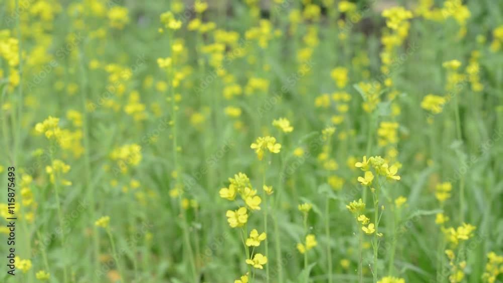 meadow of small yellow spring flowers in Raleigh, North Carolina meadow of small yellow spring flowers in Raleigh, North Carolina