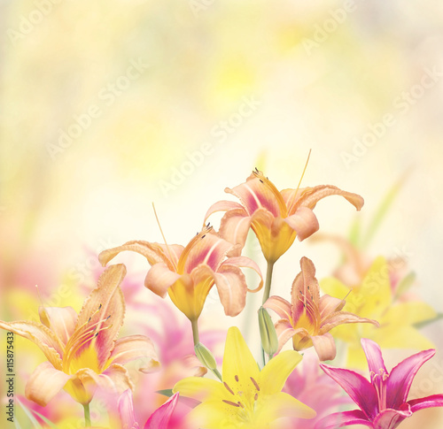 Fototapeta Colorful Lily Flowers