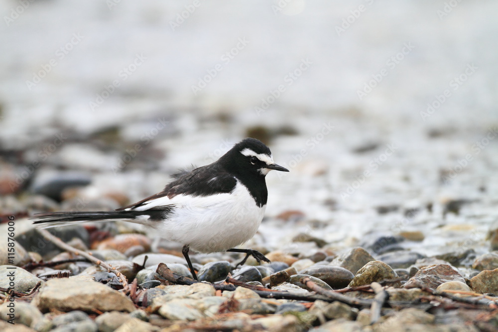 Japanese Wagtail (Motacilla grandis) in japan
Japanese Wagtail (Motacilla grandis) in japan