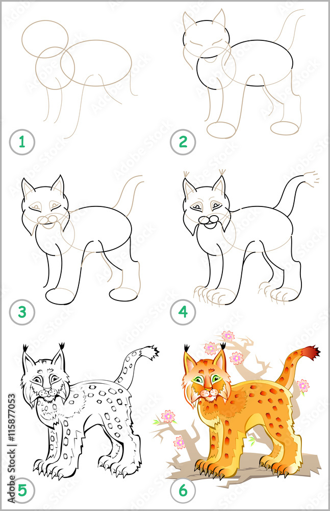 Obraz premium Page shows how to learn step by step to draw a lynx. Developing children skills for drawing and coloring. Vector image.