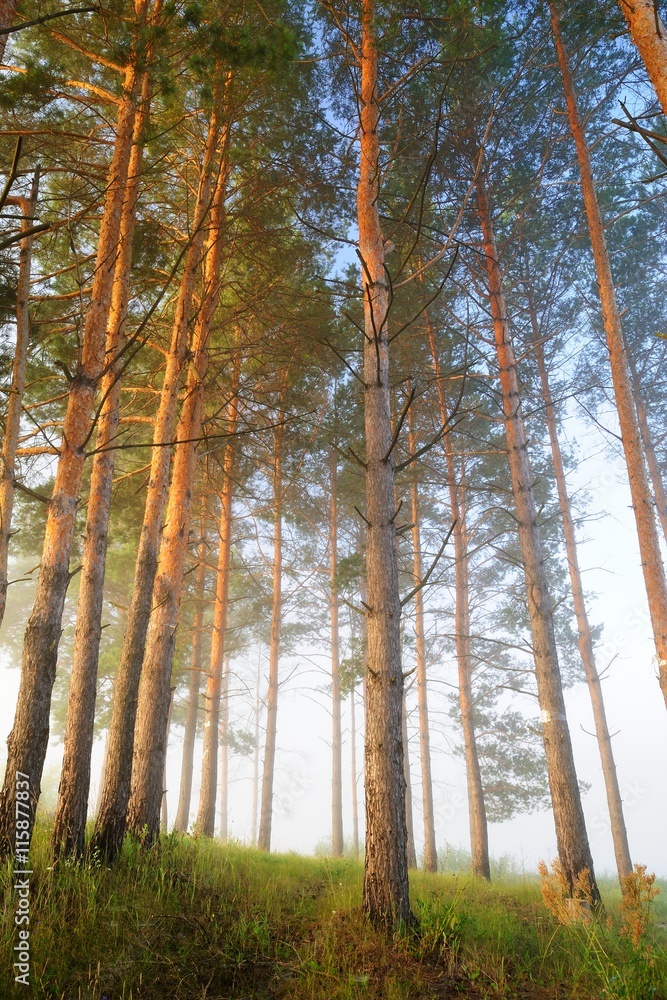 Fototapeta premium Misty pine forest at early morning light