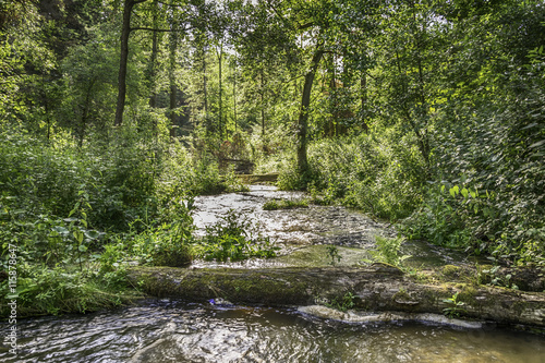 Fallen tree forms a bridge over the river flowing through the forest