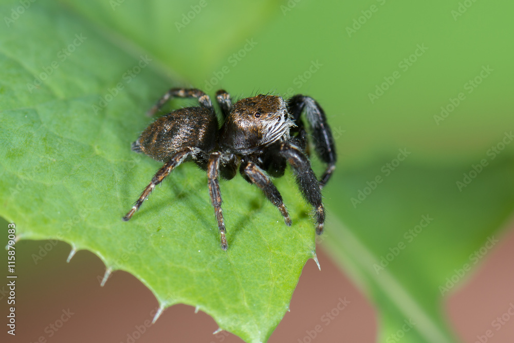 Springspinne (Evarcha arcuata) Männchen auf einem Blatt Springspinne (Evarcha arcuata) Männchen auf einem Blatt