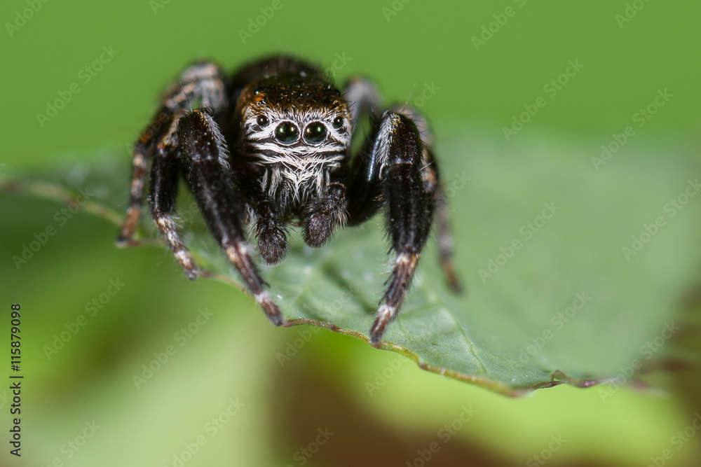 Springspinne (Evarcha arcuata) Männchen auf einem Blatt Springspinne (Evarcha arcuata) Männchen auf einem Blatt