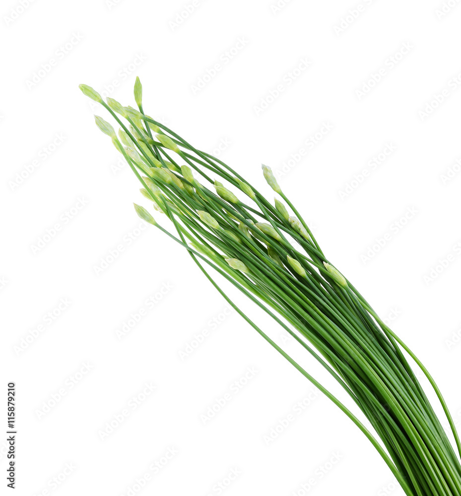 Fresh Chinese chives isolated on white background Fresh Chinese chives isolated on white background