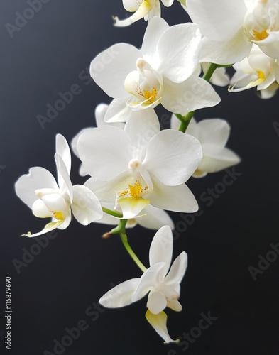 Fototapeta Naklejka Na Ścianę i Meble -  Weisse, Orchidee; Blume
