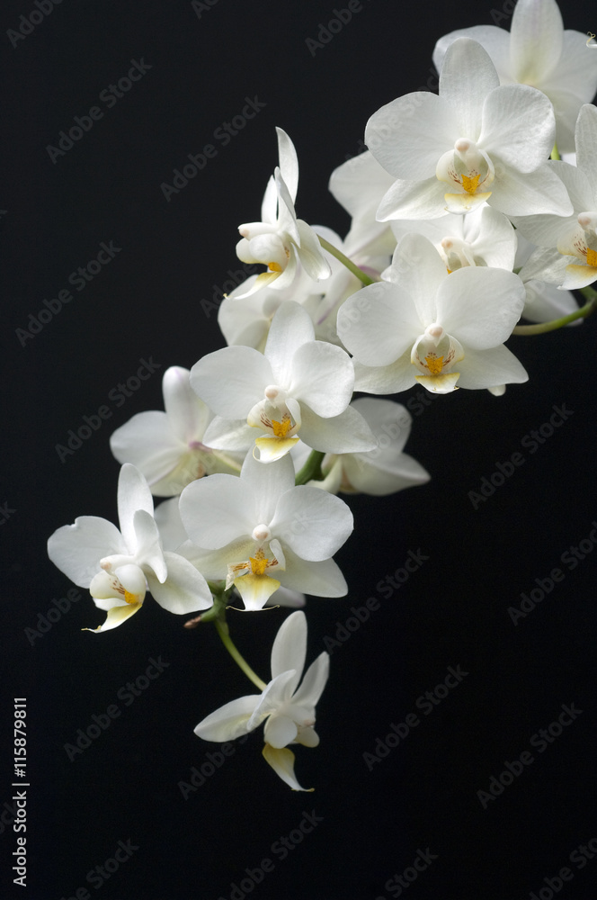 Obraz premium Weisse, Orchidee; Blume