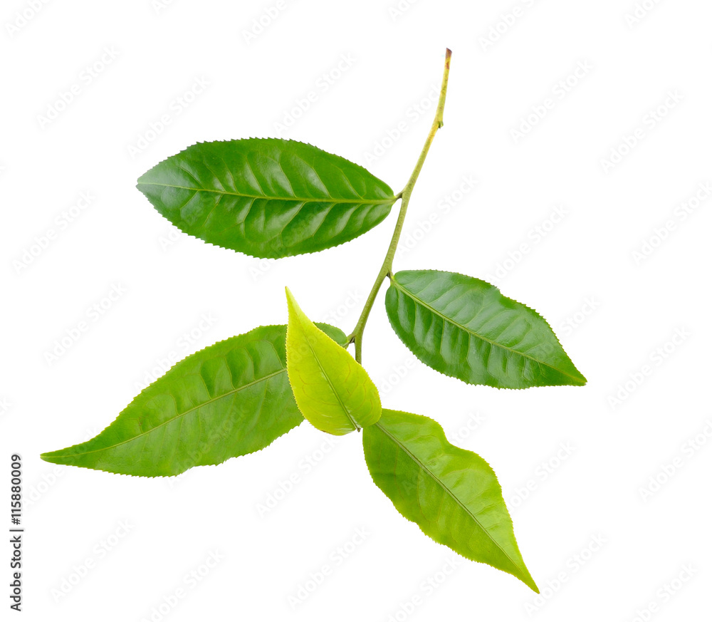 Fototapeta premium tea leaf isolated on white background