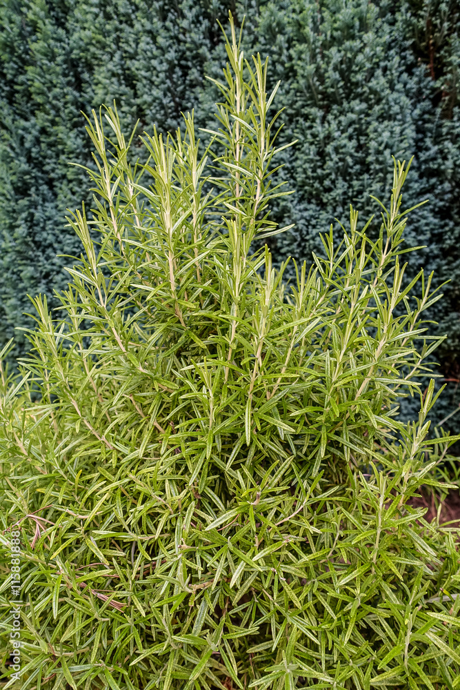 Obraz premium Rosmarin