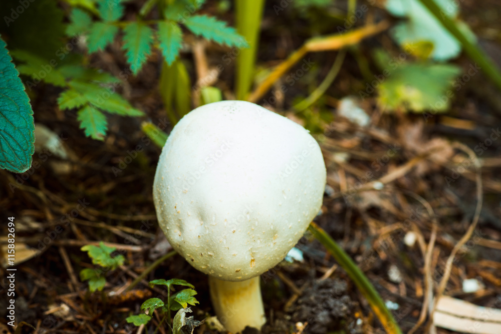 Mushroom in the forest. Shallow depth of field. Mushroom in the forest. Shallow depth of field.