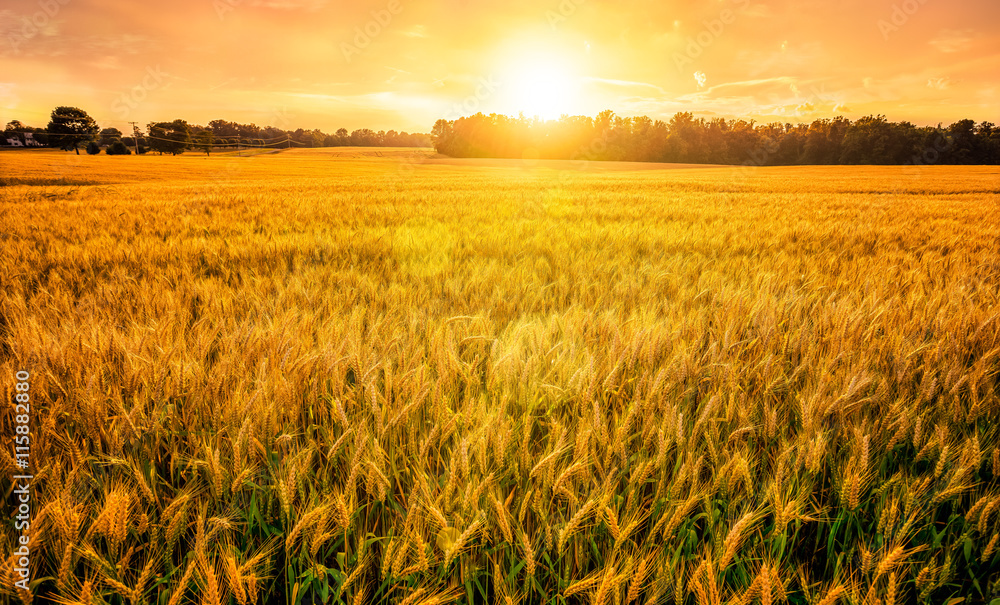 Fototapeta premium Wheat