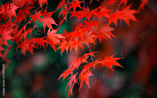 Canvas Print Japanese Maple