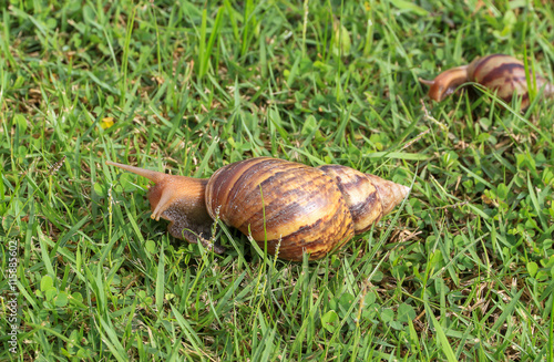 Snail on dewy grass 