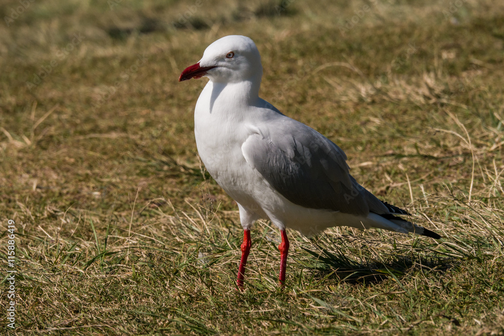 Silbermöwe schaut in die Ferne auf North Stradbroke Island - Ostküste Australien Silbermöwe schaut in die Ferne auf North Stradbroke Island - Ostküste Australien