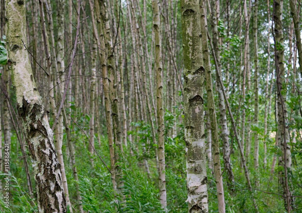 Obraz premium birch trees