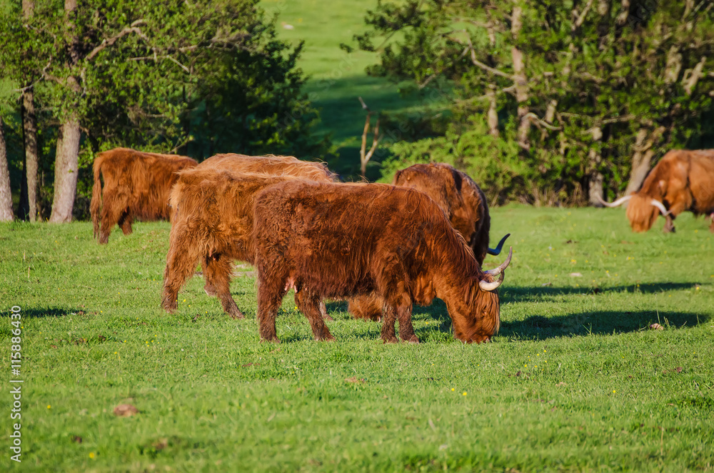 Scotland highland hairy red cows grazing at the green summer meadow, agricultural livestock organic food concept Scotland highland hairy red cows grazing at the green summer meadow, agricultural livestock organic food concept