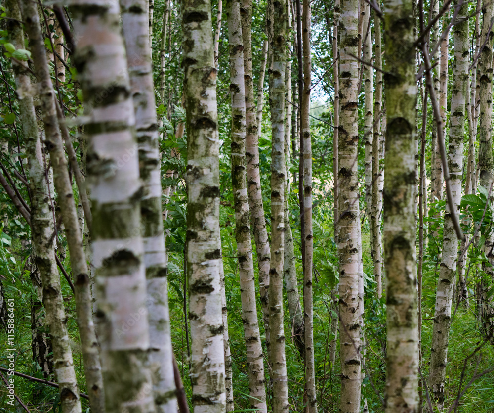 Obraz premium birch trees