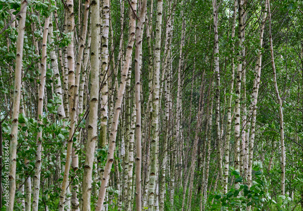Fototapeta premium birch woodland
