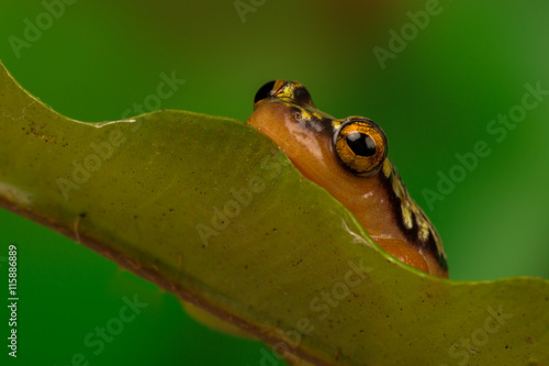 Golden Sedge Frog perched on a leaf with green background. photo