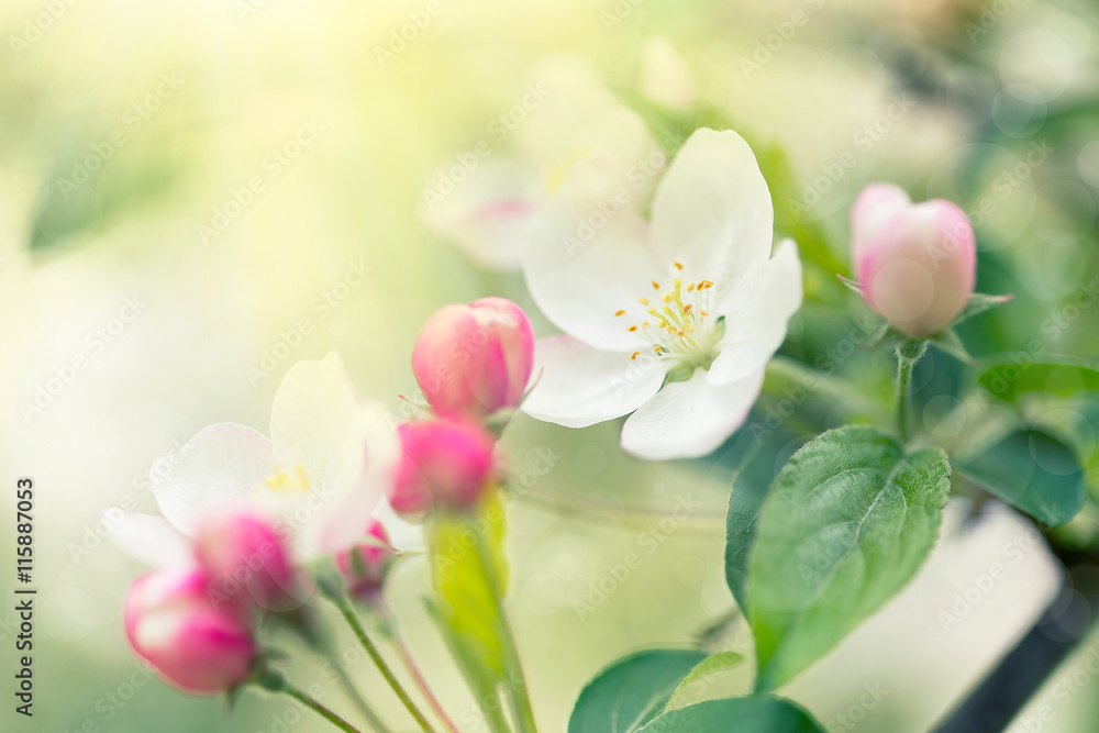 Obraz premium Beautiful spring blooming tree
