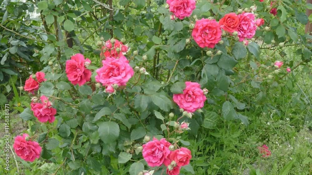 Large shrub of roses Large shrub of roses