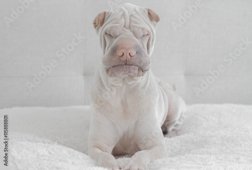 Portrait of a sleeping shar pei dog