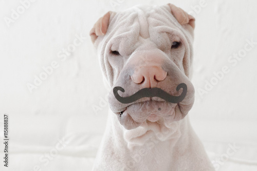 Portrait of Shar pei dog wearing moustache 