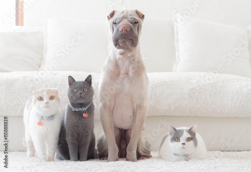 Shar pei dog, british shorthair and scottish fold cats sitting side by side in front of a sofa