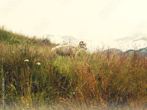 Mountain sheep photo