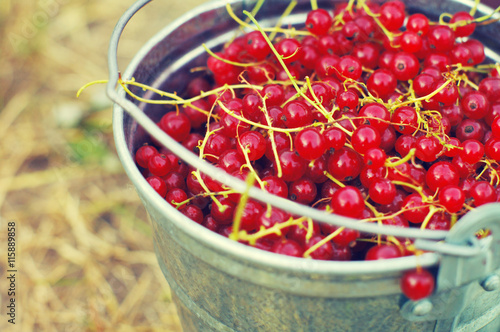 Juicy berries of red currant in an iron small bucket closeup