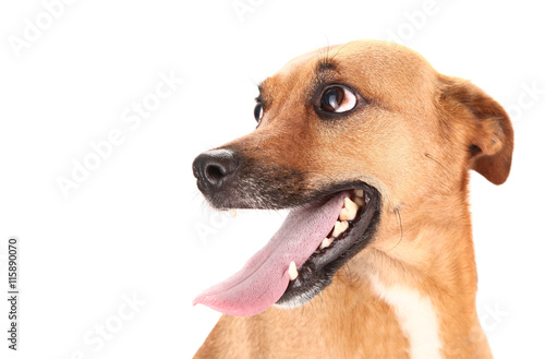 Obraz na plátně Lovely adopted mongrel dog