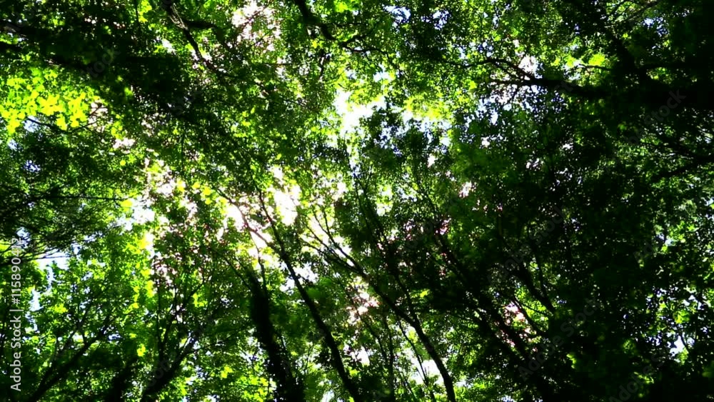Wind moves branches in fresh green forest Wind moves branches in fresh green forest