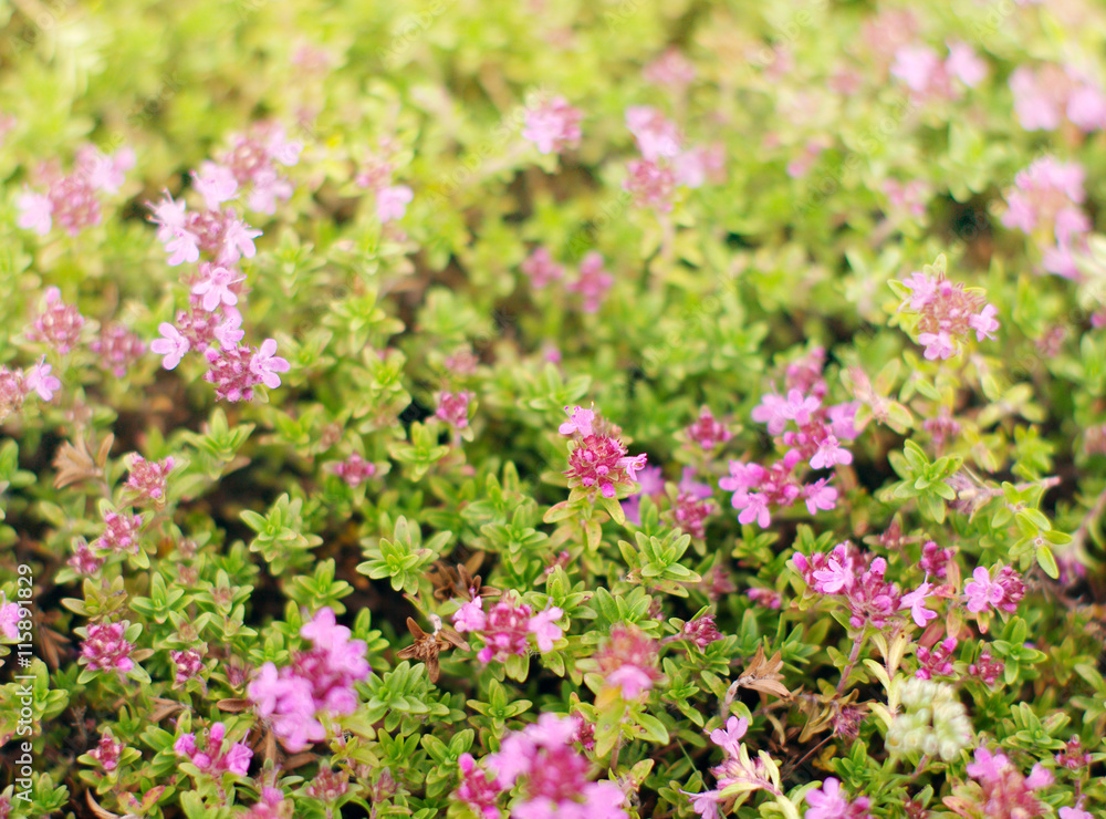 Grass of the blossoming thyme closeup. Flower background. Breckland Thyme (Thymus serpillum) flowers. Grass of the blossoming thyme closeup. Flower background. Breckland Thyme (Thymus serpillum) flowers.