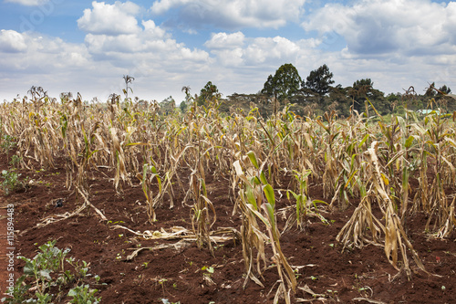 Failing crops in Kenya