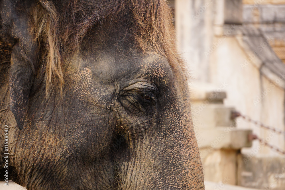 Fototapeta premium Elefant