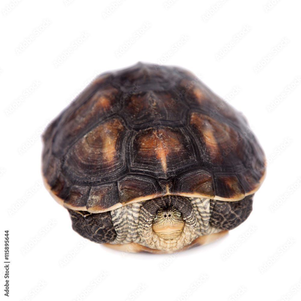 The Chinese stripe-necked turtle isolated on white The Chinese stripe-necked turtle isolated on white