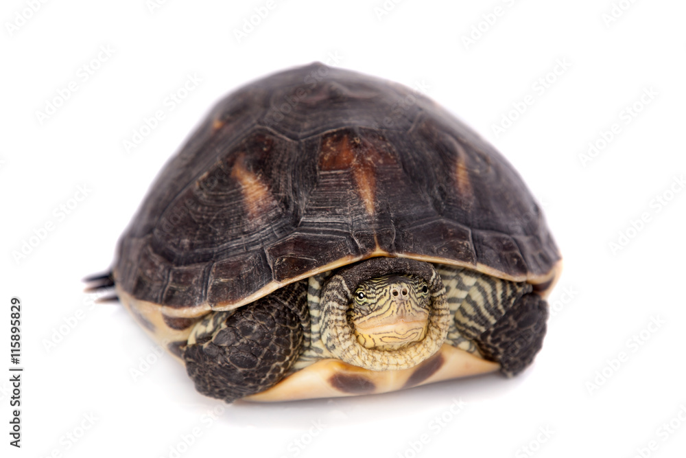 The Chinese stripe-necked turtle isolated on white The Chinese stripe-necked turtle isolated on white