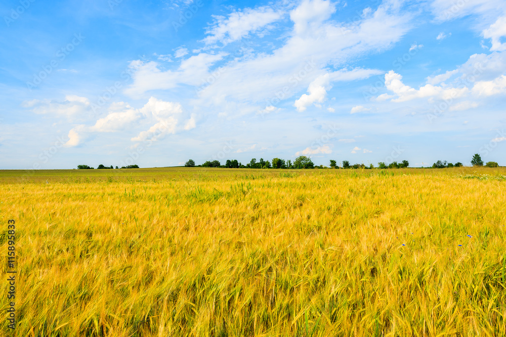 Beautiful golden color wheat field with white clouds on blue sky in summer landscape near Krakow, Poland