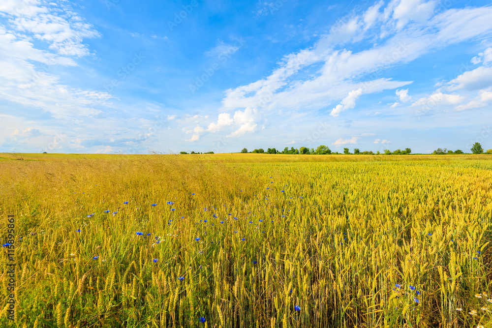 Beautiful golden color wheat field with white clouds on blue sky in summer landscape near Krakow, Poland Beautiful golden color wheat field with white clouds on blue sky in summer landscape near Krakow, Poland