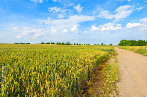 Scenic rural road and wheat fields in summer landscape near Krakow  Poland