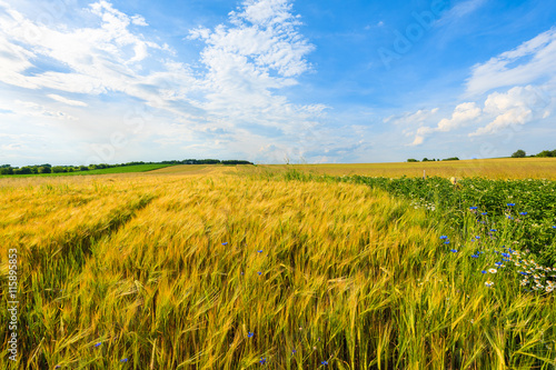 Beautiful golden color wheat field with white clouds on blue sky in summer landscape near Krakow  Poland