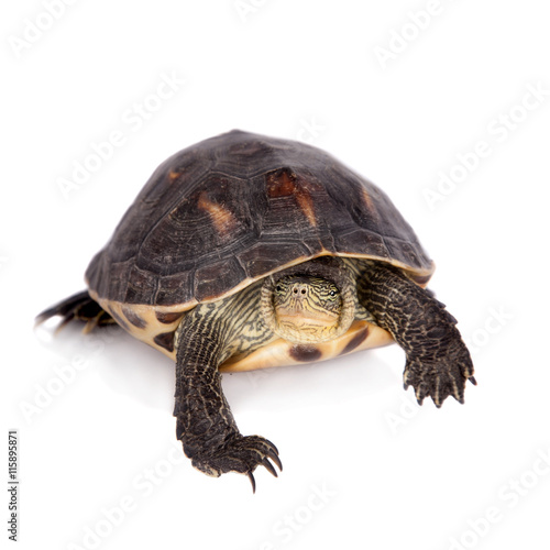 The Chinese stripe-necked turtle isolated on white