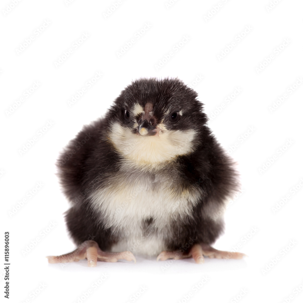 Black chick on white background Black chick on white background