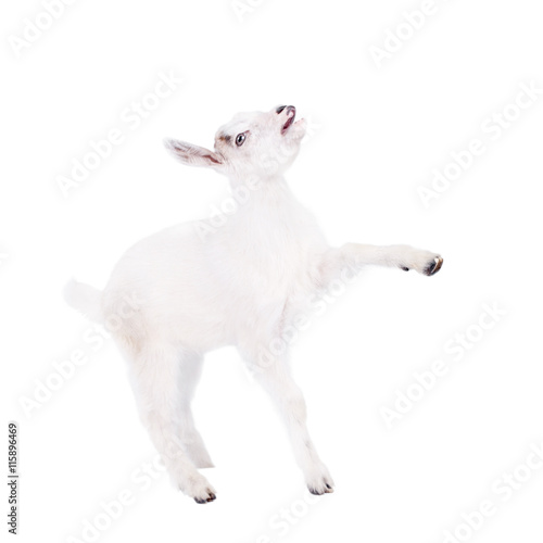 The goatling isolated on white