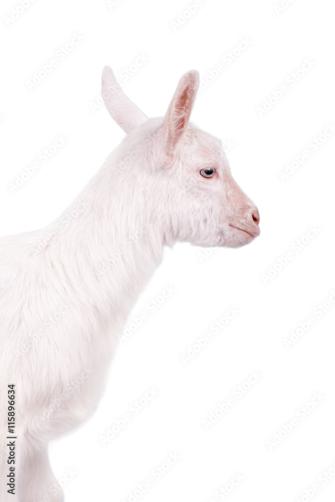The goatling isolated on white The goatling isolated on white