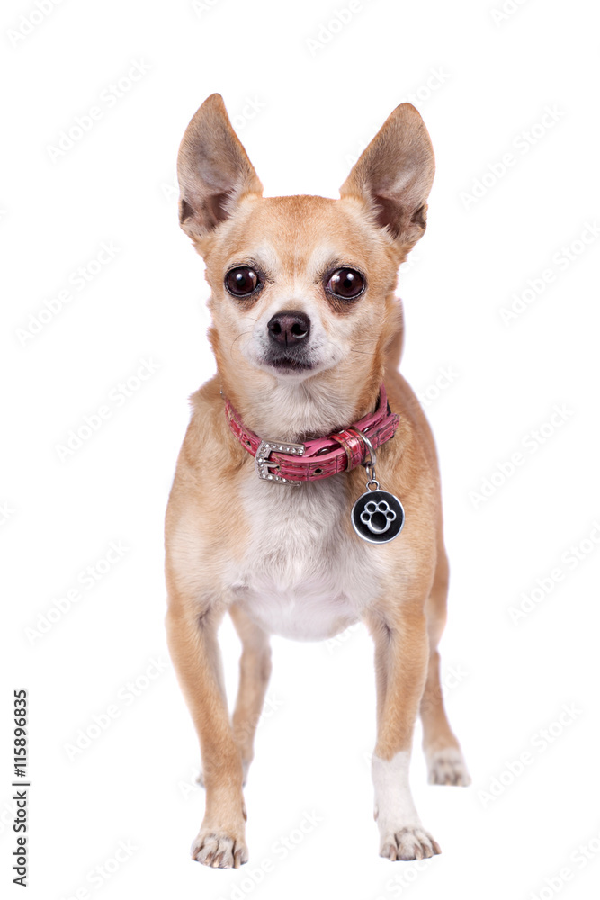 Chihuahua, 9 years old, on the white background