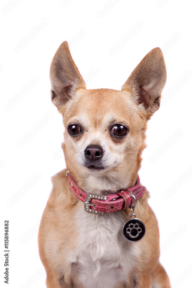 Chihuahua, 9 years old, on the white background