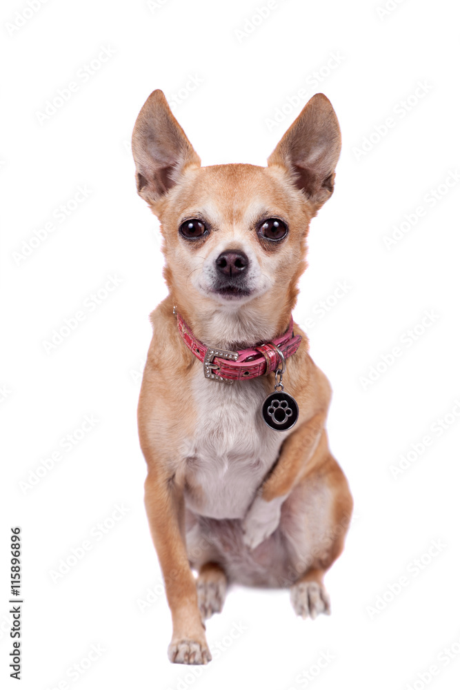 Chihuahua, 9 years old, on the white background