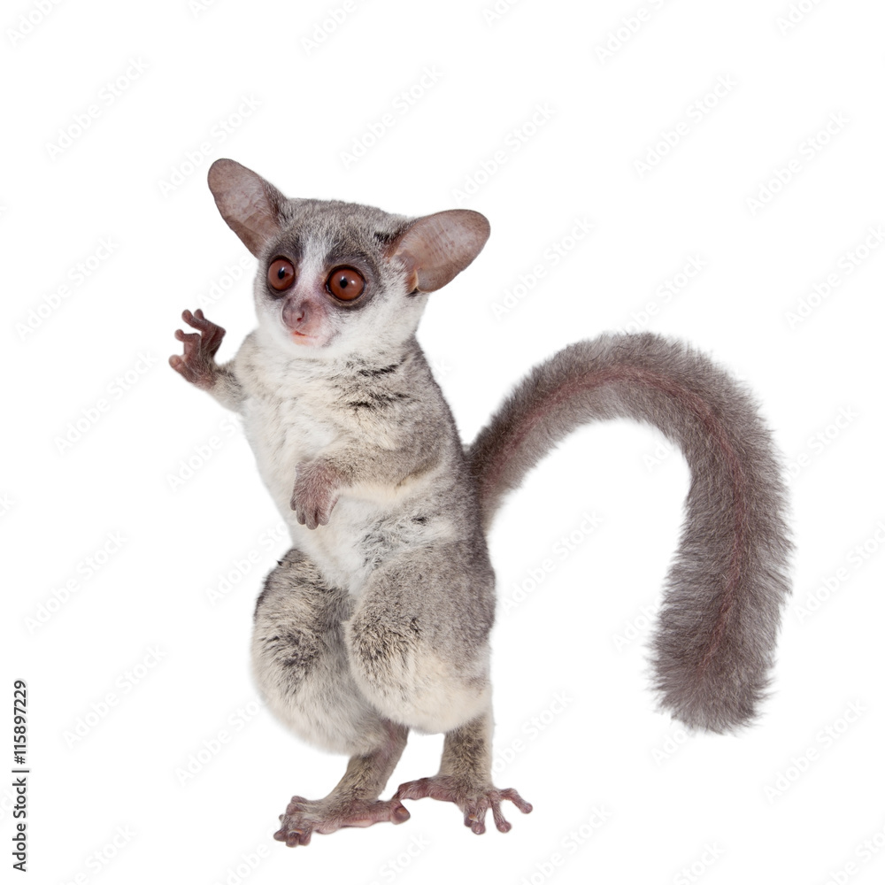 Fototapeta premium The Senegal bushbaby isolated on white